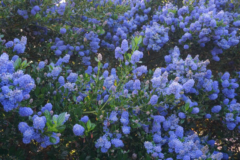 Flowering Blue Blossom Ceanothus evergreen shrub close up. It is popular with birds, butterflies, and other pollinators. Flowering Blue Blossom Ceanothus evergreen shrub close up. It is popular with birds, butterflies, and other pollinators