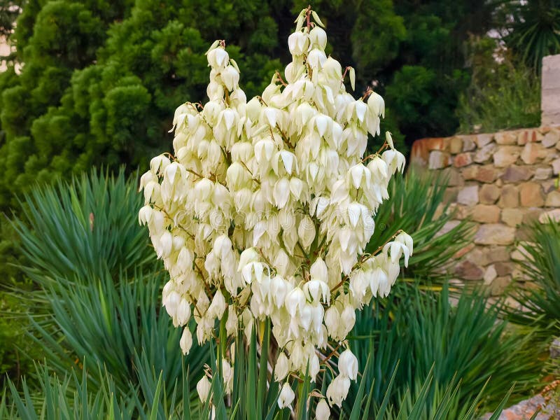 Inflorescences of Yucca filamentosa in the form of a panicle with white flowers in the botanic garden. Inflorescences of Yucca filamentosa in the form of a panicle with white flowers in the botanic garden