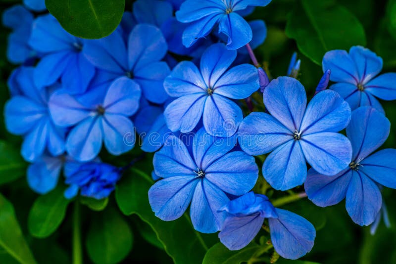Que significa una flor azul