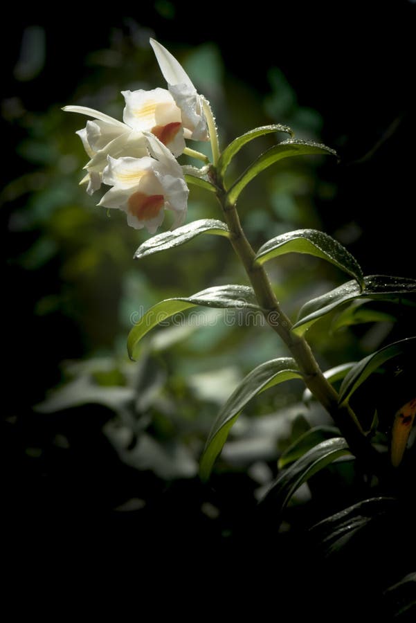 Dendrobium cariniferum Orchird flowers blooming, Found in the Chinese Himalayas, Assam, Myanmar, Thailand, Cambodia, Laos and Vietnam in humid, mossy, mixed and coniferous forests on mossy branches of old, dwarf, gnarled trees and primary montane forests at elevations of 450 to 1800 meters as a miniature sized, hot to cool growing epiphyte with thick, hirsute stems carrying 4 to 6, broad, hirsute beneath leaves that blooms in the spring on a very short, apical inflorescence carrying 2 to 5, hirsute flowers that smell of tangerines.This miniature plant needs a definite dry rest from water and fertilizer for at least 1 month and a lessening for the rest of the winter. Dendrobium cariniferum Orchird flowers blooming, Found in the Chinese Himalayas, Assam, Myanmar, Thailand, Cambodia, Laos and Vietnam in humid, mossy, mixed and coniferous forests on mossy branches of old, dwarf, gnarled trees and primary montane forests at elevations of 450 to 1800 meters as a miniature sized, hot to cool growing epiphyte with thick, hirsute stems carrying 4 to 6, broad, hirsute beneath leaves that blooms in the spring on a very short, apical inflorescence carrying 2 to 5, hirsute flowers that smell of tangerines.This miniature plant needs a definite dry rest from water and fertilizer for at least 1 month and a lessening for the rest of the winter.