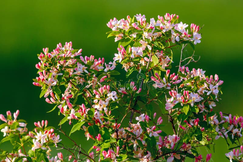 Flowering bush honeysuckle in the garden. Flowering bush honeysuckle in the garden.