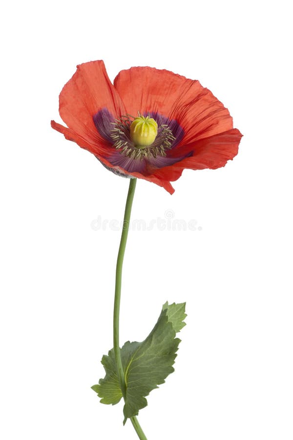 Red flowering Opium poppy on white background. Red flowering Opium poppy on white background