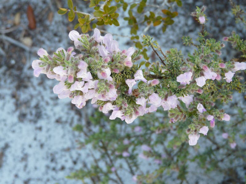 Wild rosemary flowers are attractive to bees and other pollinators. This one is at Camp Helen State Park, Florida, in a sand dunes beach area. Wild rosemary flowers are attractive to bees and other pollinators. This one is at Camp Helen State Park, Florida, in a sand dunes beach area.