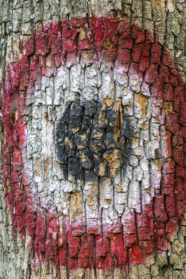 Target, painted on the trunk of an oak tree with old marks of past hits. Quercus. Target, painted on the trunk of an oak tree with old marks of past hits. Quercus