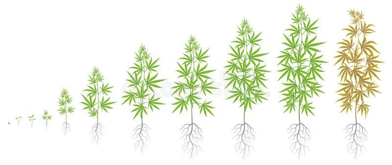Стадия развития конопля семя однодольного и двудольного растения