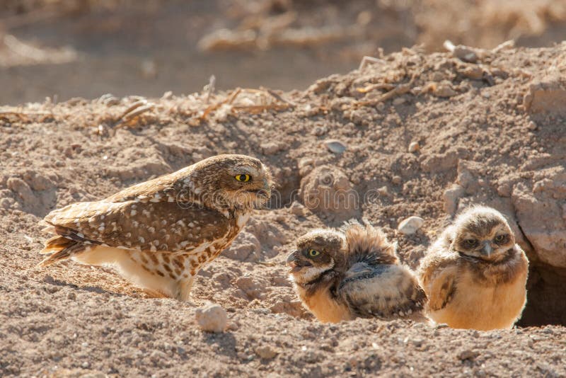 Adult Burrowing Owl Feeding Chicks in Front of Burrow. Adult Burrowing Owl Feeding Chicks in Front of Burrow