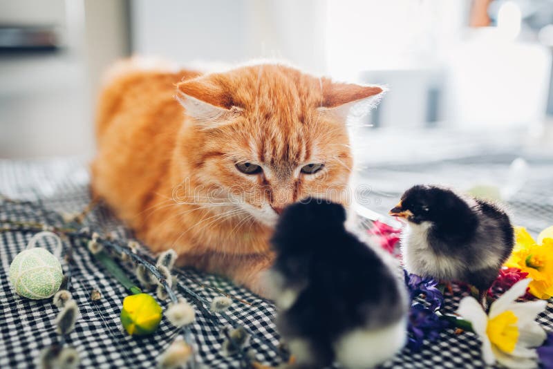 Цыпленок пасхи играя с добросердечным котом Немногое храбрые цыпленоки идя котом имбиря среди цветков и пасхальных яя стоковая фотография