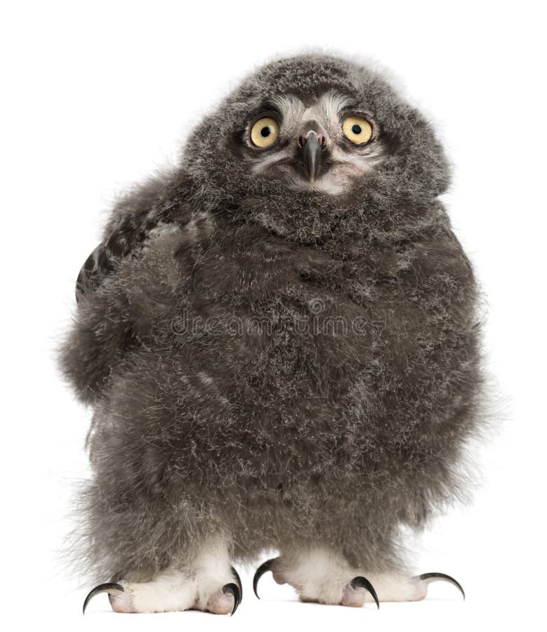 Цыпленок сыча Snowy, scandiacus Bubo стоковая фотография Цыпленок сыча Snowy, scandiacus Bubo стоковая фотография