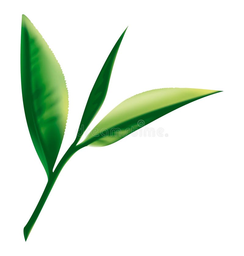 Green leaf. Vector photorealistic detailed drawing. Green leaf. Vector photorealistic detailed drawing.