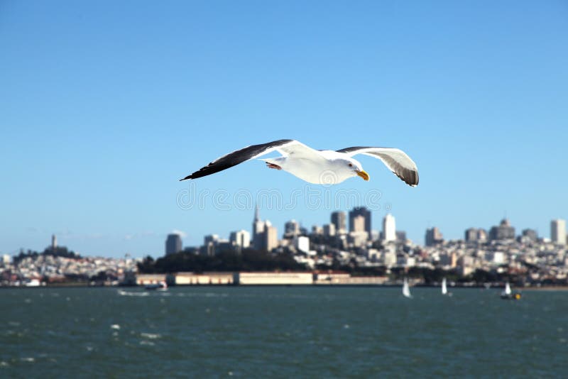 чайка francisco san стоковые фото чайка francisco san стоковые фото