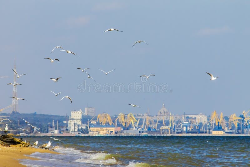 Чайка летая над морем океана, предпосылка баклана природы стоковая фотография