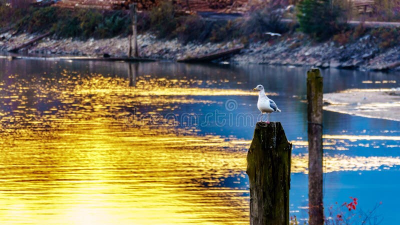 Sunset over a Seagull sitting on a post in the Harrison River in the Fraser Valley of British Columbia, Canada. Sunset over a Seagull sitting on a post in the Harrison River in the Fraser Valley of British Columbia, Canada