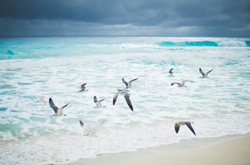 Чайки летая над океанскими волнами