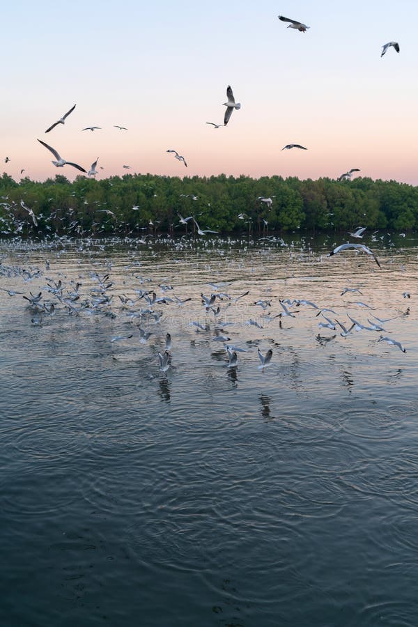 Чайки пролетел над морем на закате стоковые фото