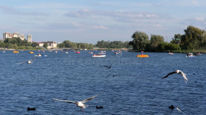 Чайки стекаются пролетают над рекой с многочисленными лодках спокойствие