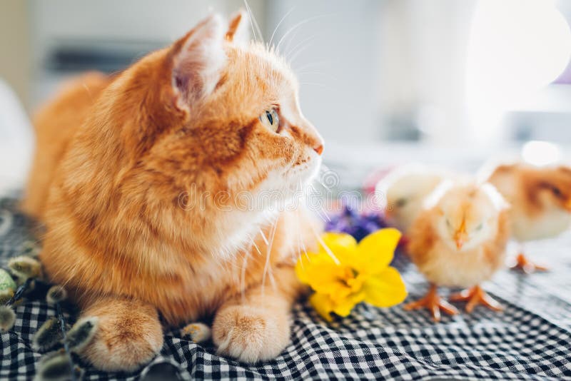 Чак пасхи, играя с добрым котом.. Маленькие храбрые птенцов буду кошкой имбиря среди цветов и пасхальные яйца стоковые фото