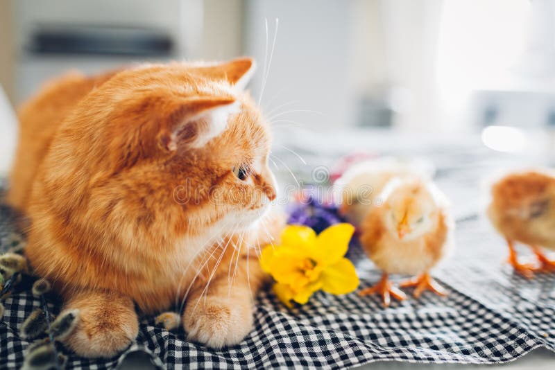 Чак пасхи, играя с добрым котом.. Маленькие храбрые птенцов буду кошкой имбиря среди цветов и пасхальные яйца стоковая фотография rf