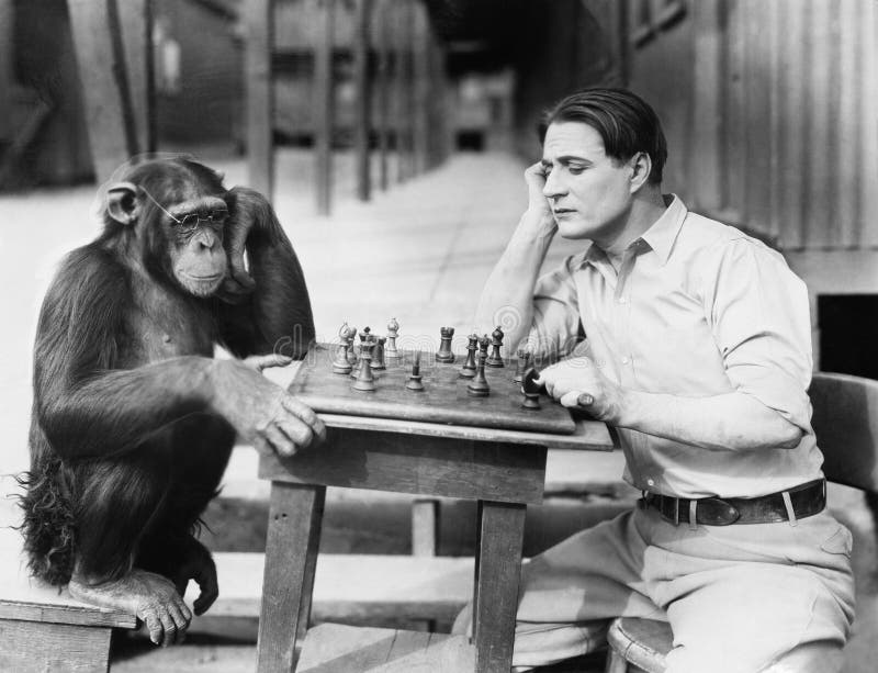 Человек играя шахмат с обезьяной (все показанные люди более длинные живущие и никакое имущество не существует Гарантии поставщика