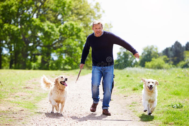 Man Exercising Dogs On Countryside Walk. Man Exercising Dogs On Countryside Walk