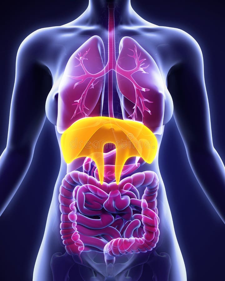 Человеческая анатомия диафрагмы Иллюстрация штока - иллюстрации ...