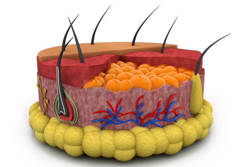 Digital illustration of human skin anatomy. Digital illustration of human skin anatomy