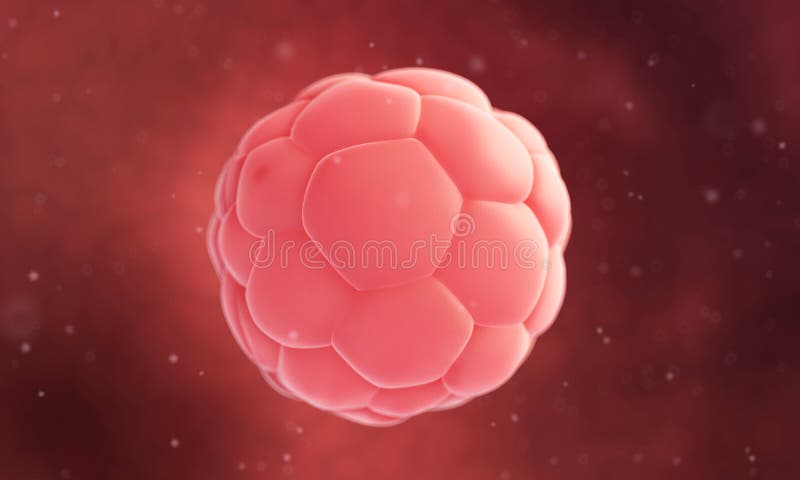 Человеческое blastocyst бесплатная иллюстрация Человеческое blastocyst бесплатная иллюстрация