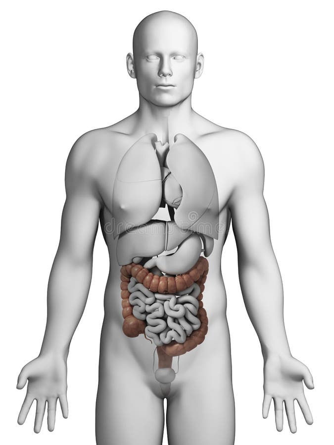 3d rendered illustration - human colon. 3d rendered illustration - human colon