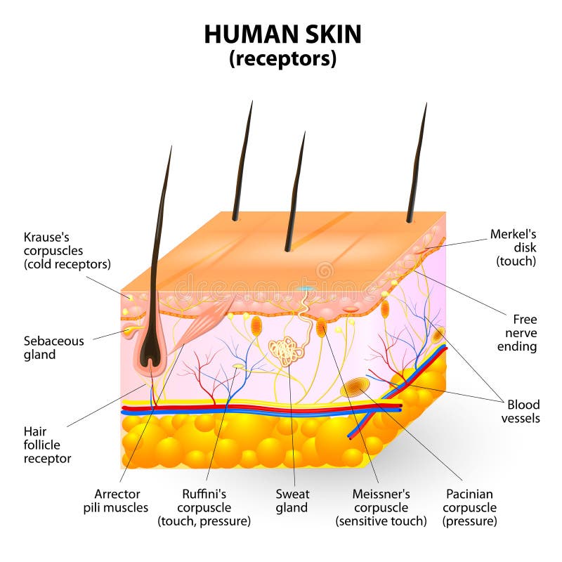 Cross section human skin. The skin a sensory organ with a dense network of nerves. Pressure, vibration, temperature, pain and itching are transmitted via special receptory organs and nerves. One square centimetre of skin contains up to 2 receptors for heat, 12 for cold, 50 for pressure and 200 for pain. Cross section human skin. The skin a sensory organ with a dense network of nerves. Pressure, vibration, temperature, pain and itching are transmitted via special receptory organs and nerves. One square centimetre of skin contains up to 2 receptors for heat, 12 for cold, 50 for pressure and 200 for pain.