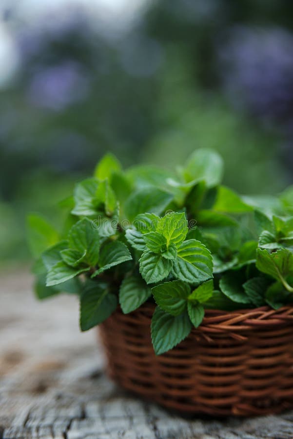 Mint in small basket on natural wooden background, peppermint, selective focus, close up. Mint in small basket on natural wooden background, peppermint, selective focus, close up