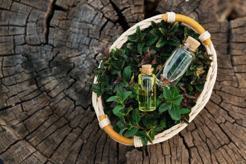 Mint oil and fragrant essence in small bottles with peppermint leaf in small basket on old wooden background. Spa and wellness setting, relax and treatment therapy. Space for text. Flat lay, top veiw. Selective focus. Close up. Mint oil and fragrant essence in small bottles with peppermint leaf in small basket on old wooden background. Spa and wellness setting, relax and treatment therapy. Space for text. Flat lay, top veiw. Selective focus. Close up.