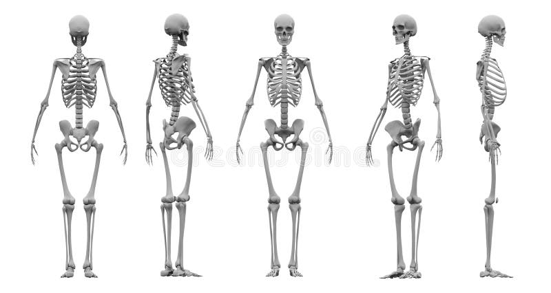 Человеческий каркасный перевод набора 3d иллюстрация вектора Человеческий каркасный перевод набора 3d иллюстрация вектора