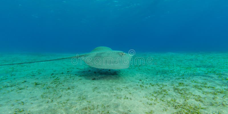 Черепаха Hawksbill есть траву моря от песочного дна стоковые изображения rf