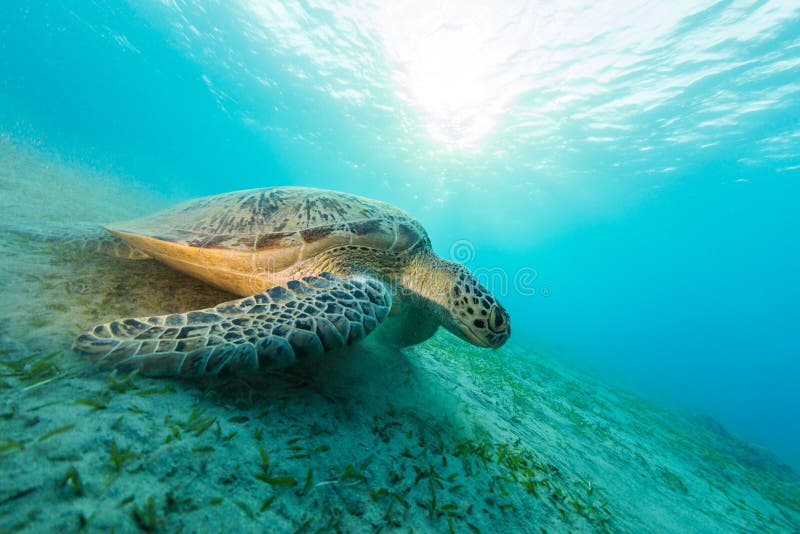 Черепаха Hawksbill есть траву моря от песочного дна стоковые изображения