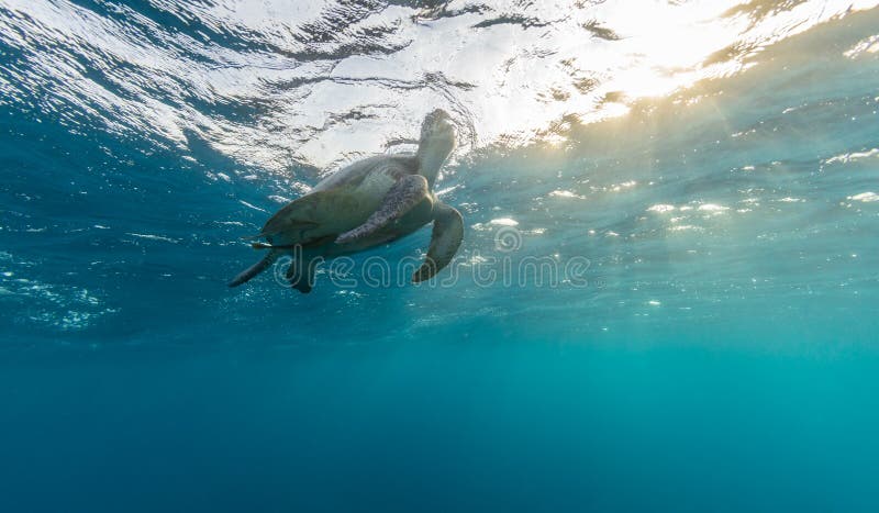 Черепаха Hawksbill пробуя к дыханию стоковое фото rf