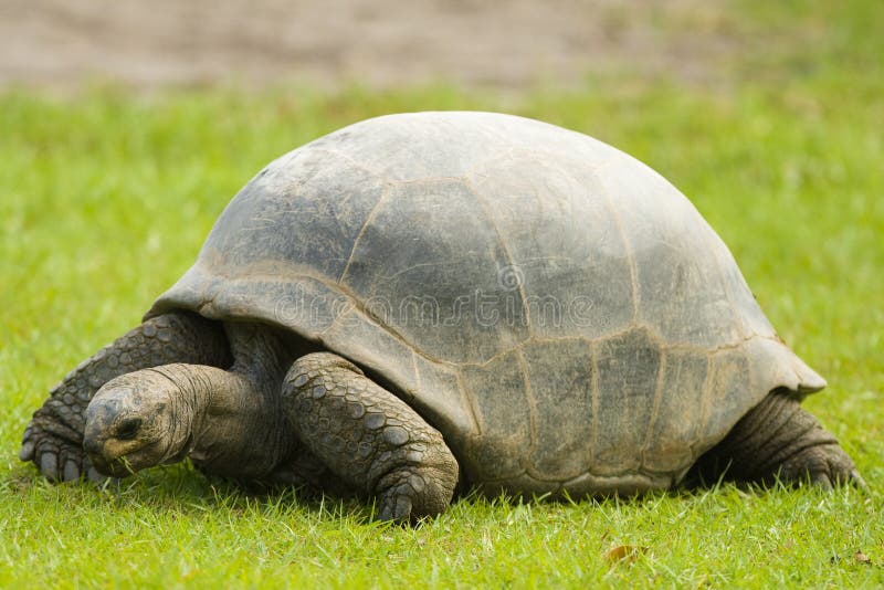 Черепаха Галапагос гигантская есть траву