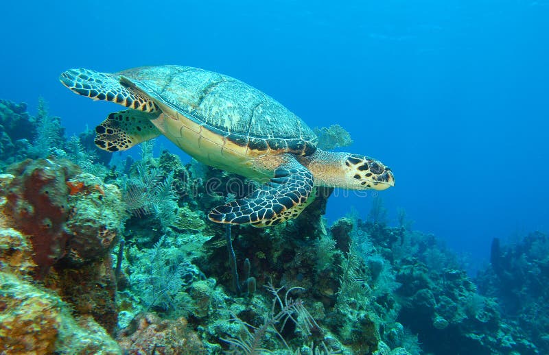 черепаха заплывания моря подводная стоковые изображения черепаха заплывания моря подводная стоковые изображения