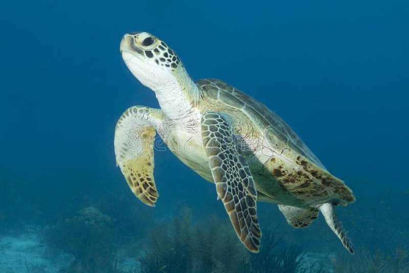 Underwater Green Sea Turtle, Bonaire. Underwater Green Sea Turtle, Bonaire