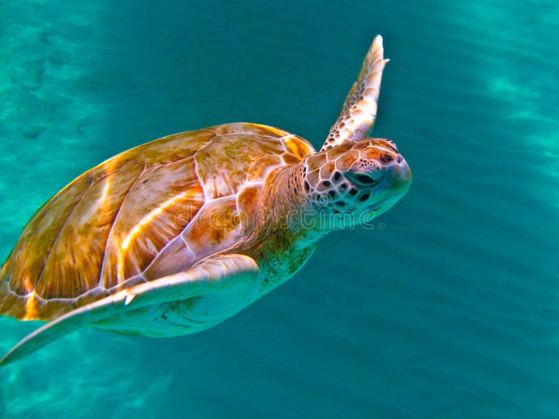 черепаха зеленого моря
