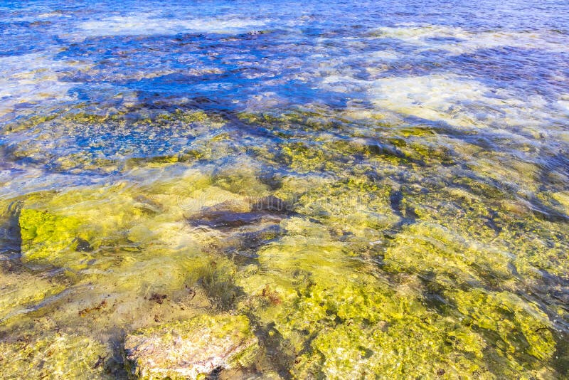 черепаха зелёная синяя вода с камнями кораллы пляж мексико стоковые изображения