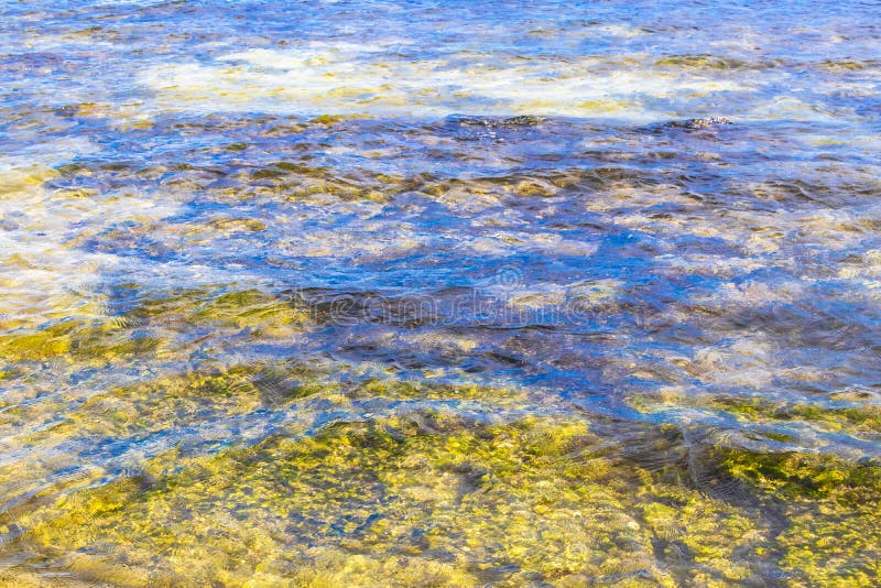 черепаха зелёная синяя вода с камнями кораллы пляж мексико стоковые фотографии rf