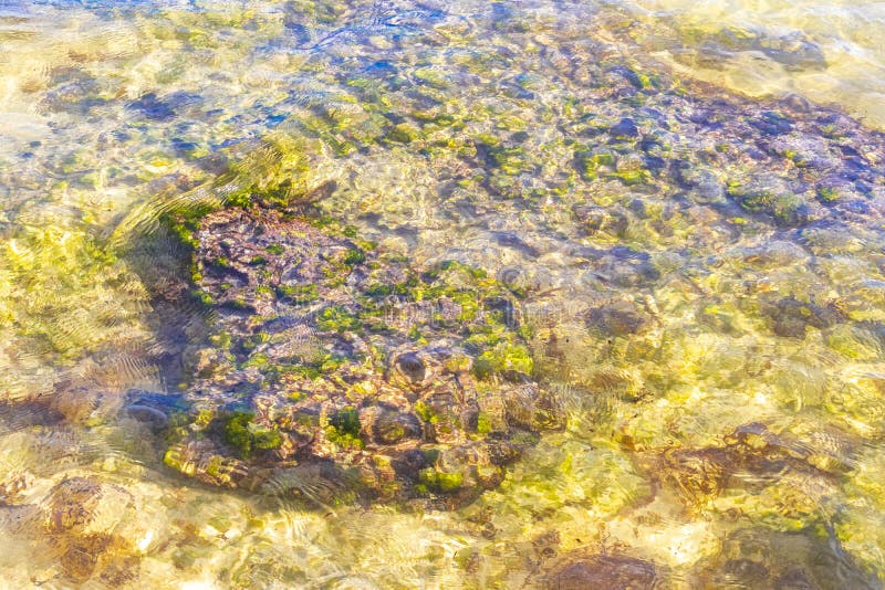 черепаха зелёная синяя вода с камнями кораллы пляж мексико стоковые фото