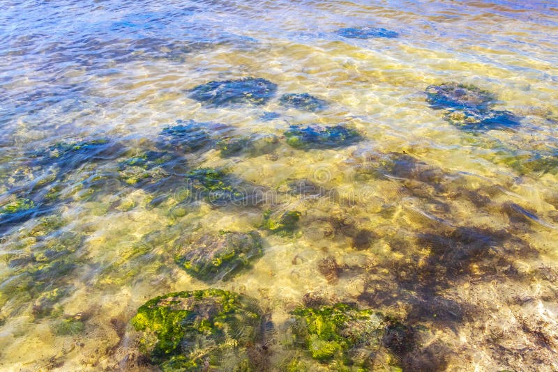 черепаха зелёная синяя вода с камнями кораллы пляж мексико стоковые фотографии rf