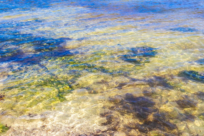 черепаха зелёная синяя вода с камнями кораллы пляж мексико стоковое изображение