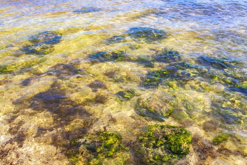 черепаха зелёная синяя вода с камнями кораллы пляж мексико стоковые фото