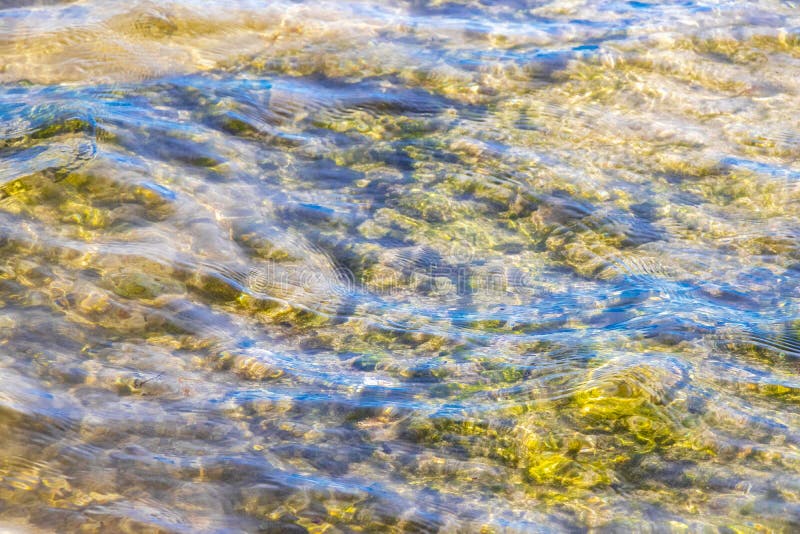 черепаха зелёная синяя вода с камнями кораллы пляж мексико стоковое изображение rf