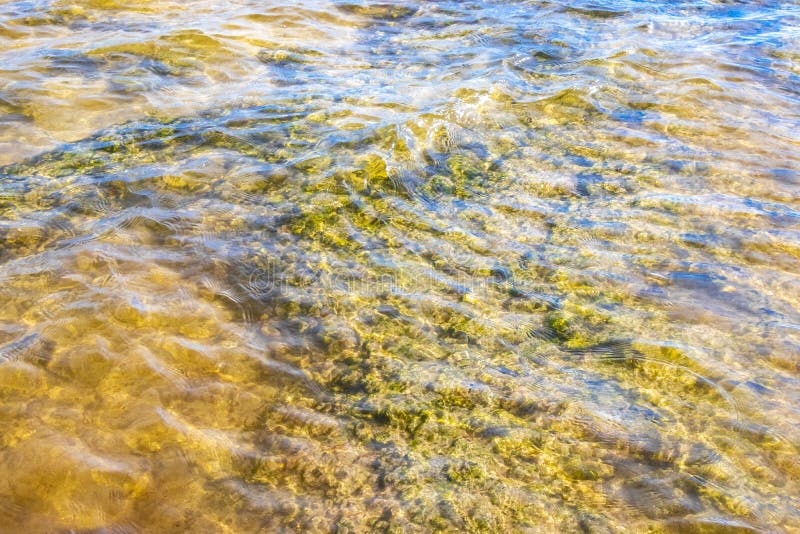 черепаха зелёная синяя вода с камнями кораллы пляж мексико стоковое фото rf