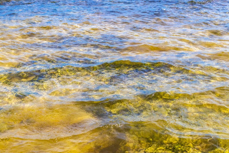 черепаха зелёная синяя вода с камнями кораллы пляж мексико стоковая фотография rf