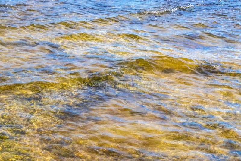 черепаха зелёная синяя вода с камнями кораллы пляж мексико стоковое изображение rf