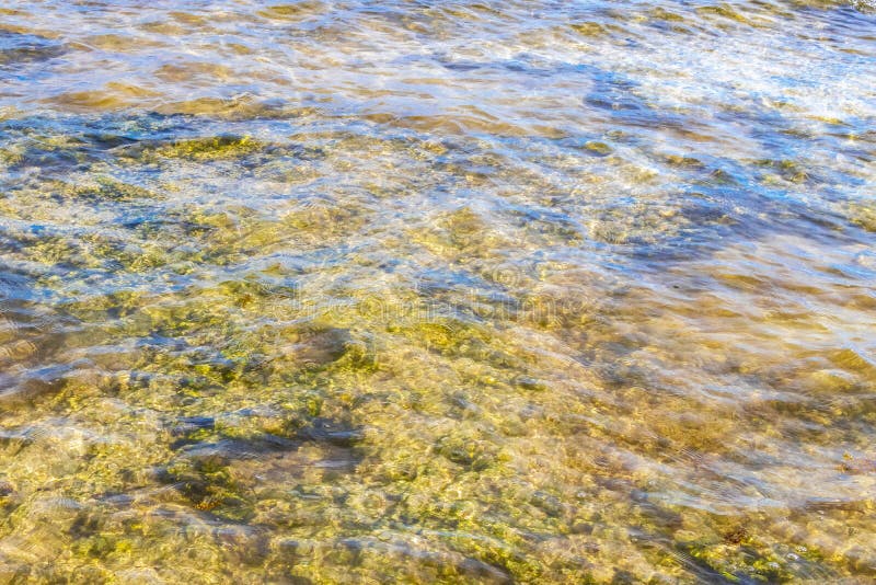 черепаха зелёная синяя вода с камнями кораллы пляж мексико стоковые изображения rf