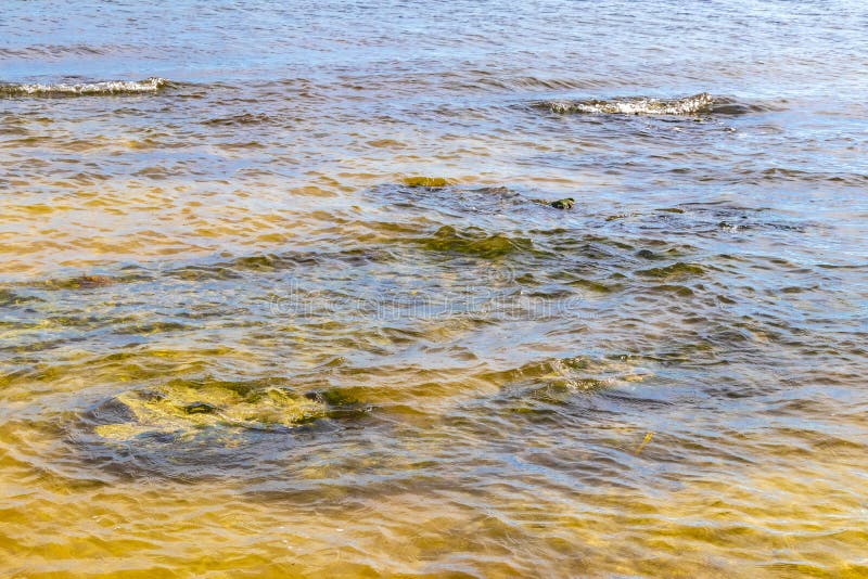 черепаха зелёная синяя вода с камнями кораллы пляж мексико стоковые фото